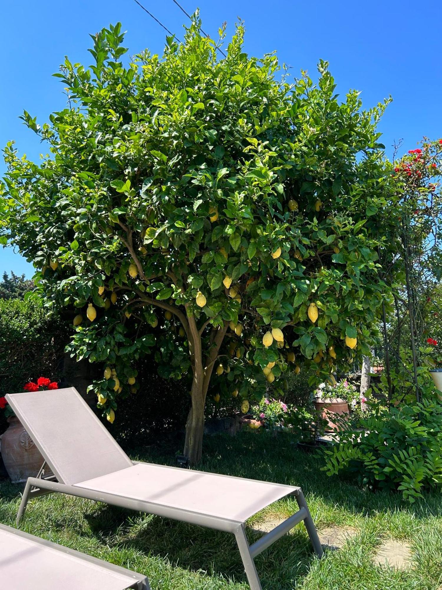 Maison Villa Angela Sant'Agata sui due Golfi Ngoại thất bức ảnh